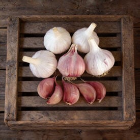 Chesnok Red, Garlic Seed
